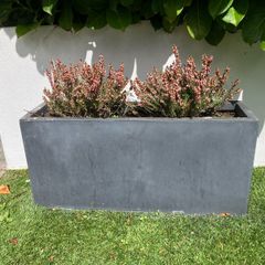 Planter with plant included
