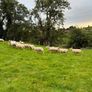 28 strong Hogget   Cross Image 2