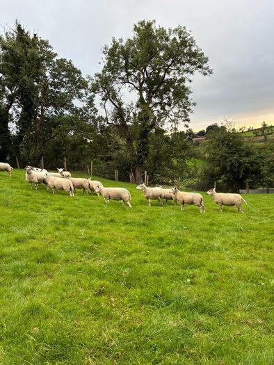28 strong Hogget   Cross