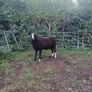 Purebred Registered Zwarble Ram Image 4