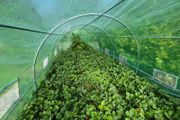 strawberry's plants