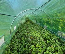 strawberry's plants