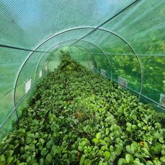 strawberry's plants