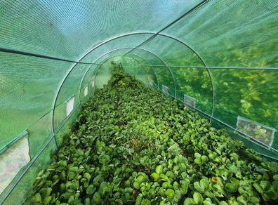 strawberry's plants