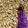 Marble chips, grave stones, chips, pebbles, pearl Image 7