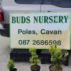 Box Hedging from 2.50 euro