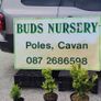 Box Hedging from 2.50 euro Image 3