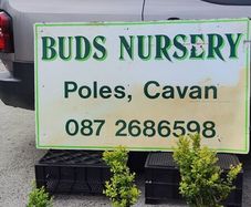 Box Hedging from 2.50 euro
