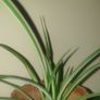 Baby spider plants Image 2