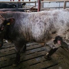 Pedigree Shorthorn Bulls