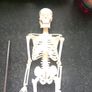 skeleton Image 2
