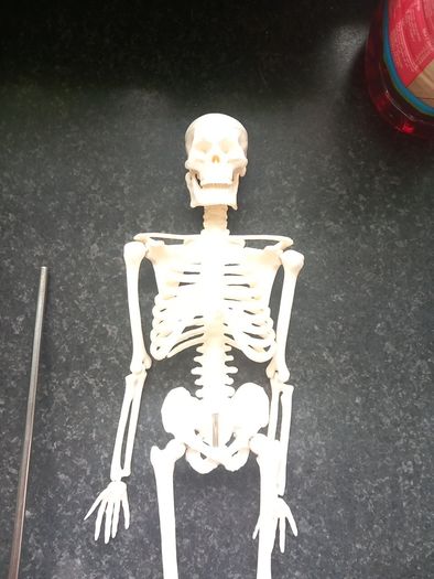 skeleton