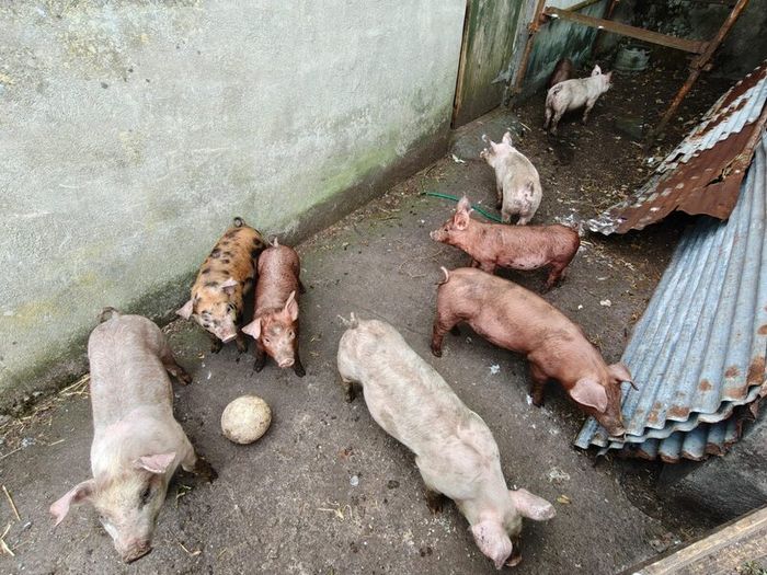 Duroc Large White Cross Pigs
