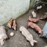 Duroc Large White Cross Pigs Image 3
