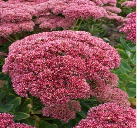 Autumn flowering sedum (Red)