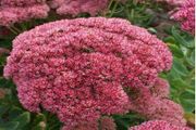 Autumn flowering sedum (Red)