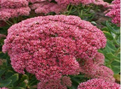 Autumn flowering sedum (Red)