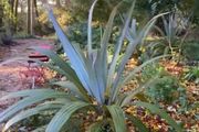 Cordyline indivisa plants  (palm tree)
