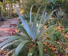 Cordyline indivisa plants  (palm tree)