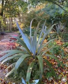 Cordyline indivisa plants  (palm tree)
