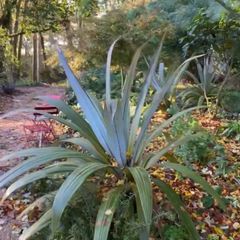 Cordyline indivisa plants  (palm tree)