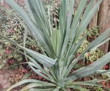 Plant