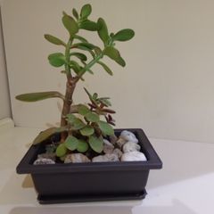 Money Tree Plant