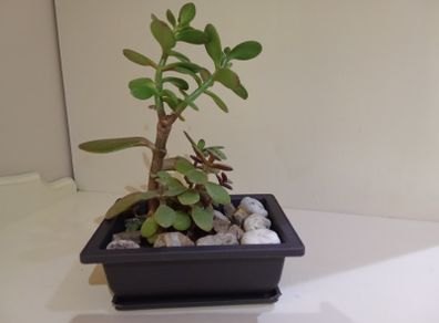 Money Tree Plant