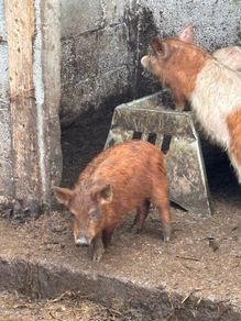 Pigs