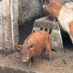 Pigs