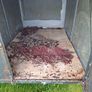 Dog trailer Image 2