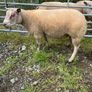 Charrolais x rouge ram Image 2