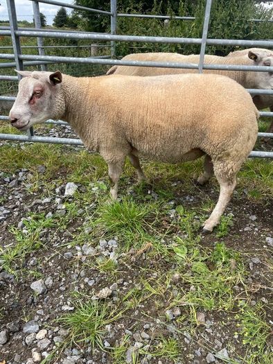 Charrolais x rouge ram