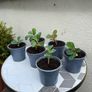 plant of happiness Image 4