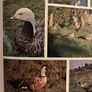 Ornamental water fowl Image 7