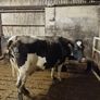 Empty Cows Image 2