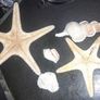 Seashell,large sea star etc bundle Image 2