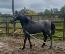 Connemara Yearling