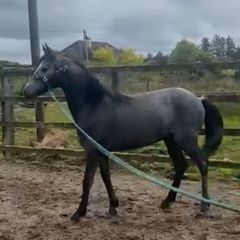 Connemara Yearling