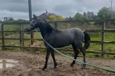 Connemara Yearling