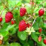 (S) Alpine Strawberry Rujana seeds 0.1g (123803) Image 3