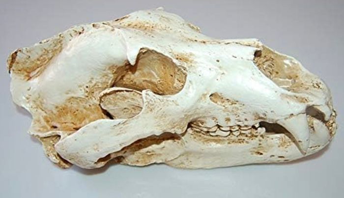 1/1 resin copy of a polar bear skull.