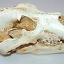 1/1 resin copy of a polar bear skull. Image 4
