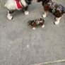 3 horse set Image 9