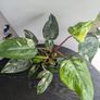 Philodendron White Princess Plant Image 3