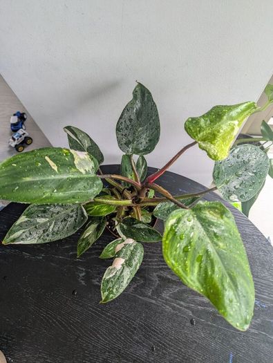 Philodendron White Princess Plant