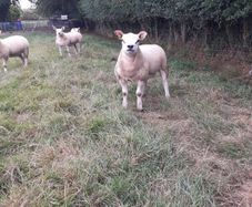All types of Texel sheep (PBR).