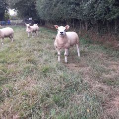 All types of Texel sheep (PBR).
