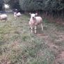 All types of Texel sheep (PBR). Image 2