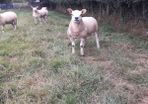 All types of Texel sheep (PBR).